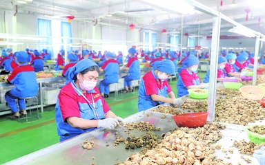 龍頭企業(yè) 引領(lǐng)現(xiàn)代農(nóng)業(yè)發(fā)展的“領(lǐng)跑者”——以資金、技術(shù)、設(shè)備與理念驅(qū)動(dòng)產(chǎn)業(yè)升級(jí)